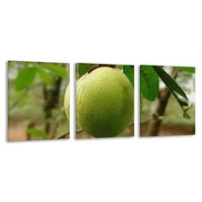 3pcs Nature's Raw Mango  On