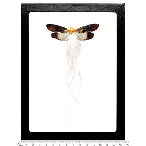 Cerogenes auricoma real framed - auricoma,