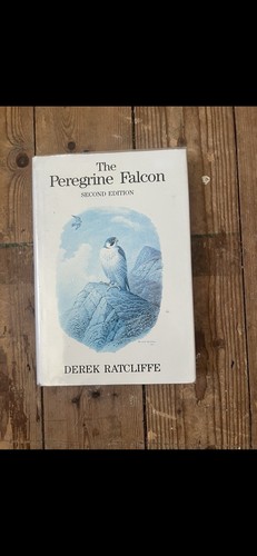 The peregrine falcon second - peregrine,