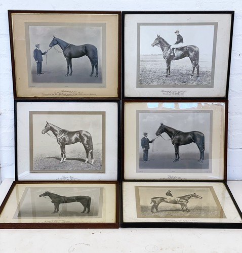 Vintage horse portrait - 6,