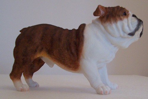 Best breed bulldog - of,