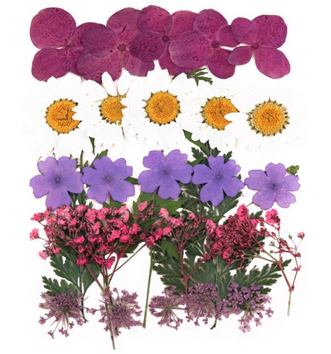 Pressed flowers hydrangea - pressed,