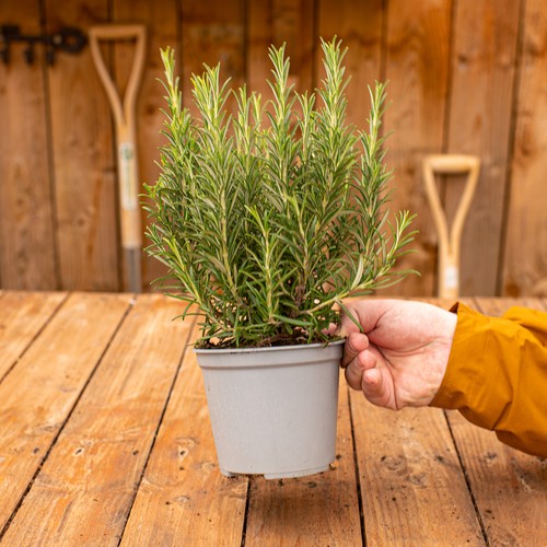 Rosemary bush cooking herb - rosemary,