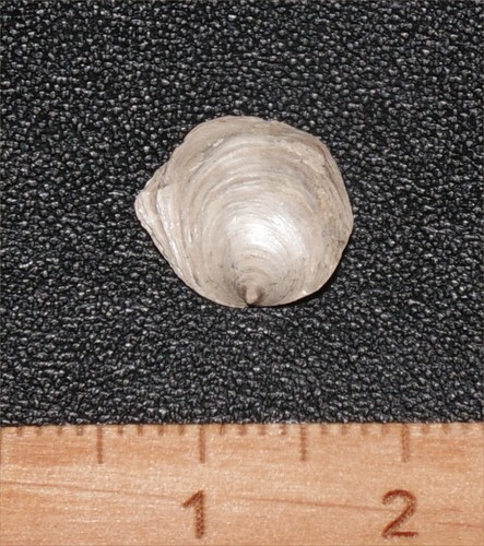 Very rare eocene - rare,