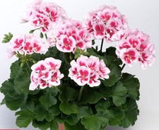6 Zonal Geranium White Splash