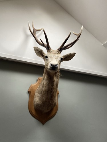 Very large mounted taxidermy - very,