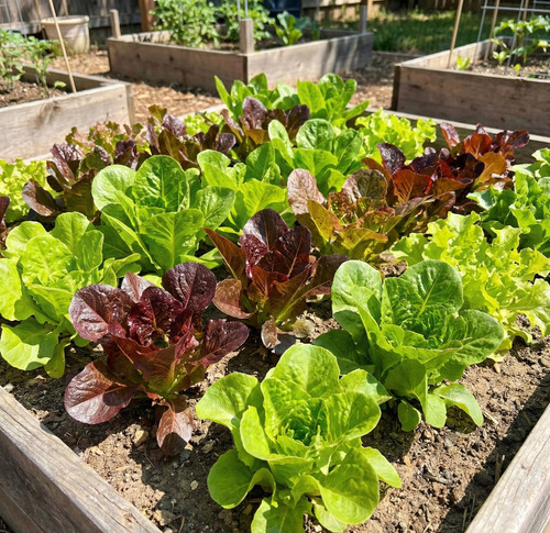 Lettuce heatwave mix heat - heatwave,