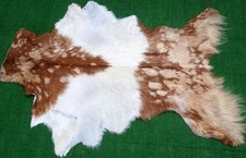 New goat hide - goat, on