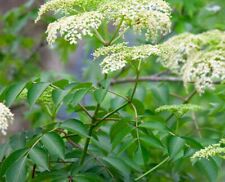 Elderberry Plant Cuttings: 10 Cuttings / Stems For $99 Free Postage