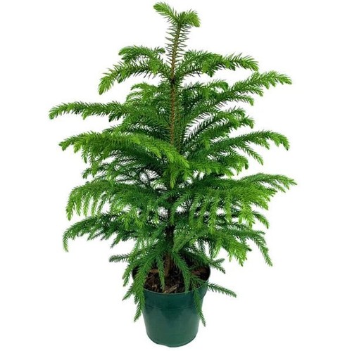 Araucaria heterophylla - ,