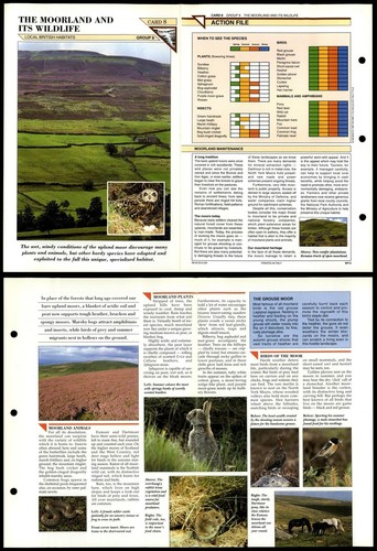 The moorland s - moorland, it's
