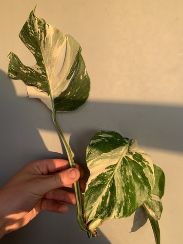 Monstera deliciosa albo - deliciosa,