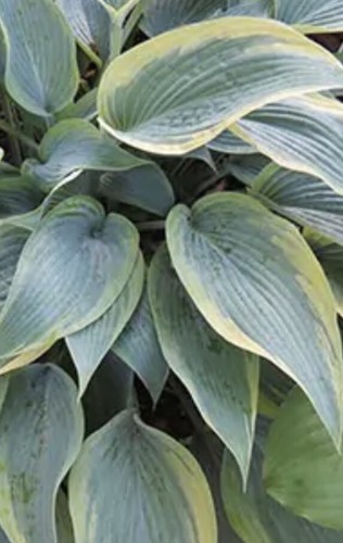 Hosta mourning dove medium - hosta,