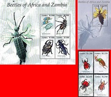 Zambia 2005 beetles s - beetles, +