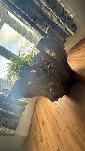Tree root this - this, is