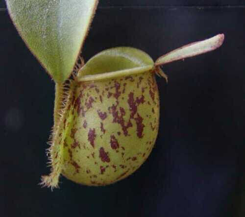 Nepenthes ampullaria - ampullaria,