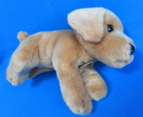 Golden labrador retriever - golden,