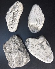 4 X Charmouth Fossil Specimens