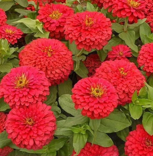 Zinnia seeds red riding - seeds,