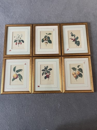 Pierre joseph redoute - 6, fruit
