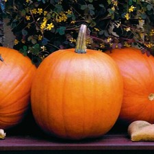 Jack O Lantern Pumpkin Seeds x