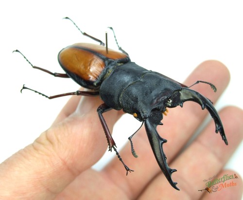Stag beetle prosopocoilus - stag,