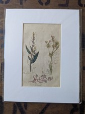 1820 Original Botanical Art -