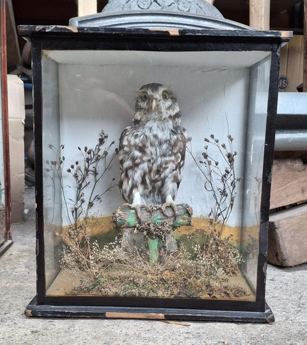 Antique taxidermy little owl - antique,