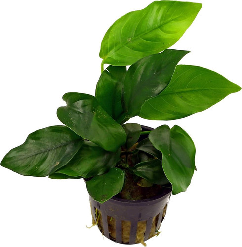 Live aquarium plant anubias - aquarium,