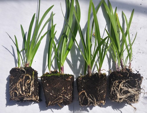 Off 4year old agapanthus - off,