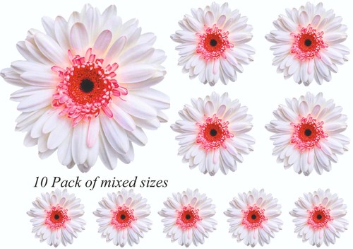 Gerbera daisy flower - gerbera, decals