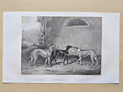 Examples greyhounds - greyhounds,