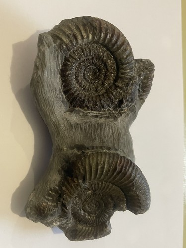 Dactylioceras ammonite fossil - dactylioceras,