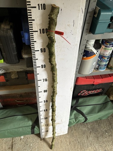 Apple walking stick - apple, shank