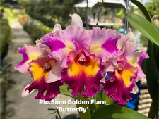 Rare Cattleya / Rlc. Siam