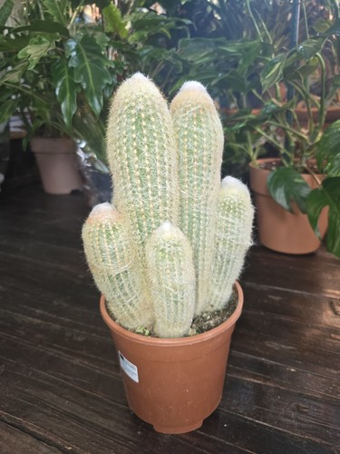Austrocephalocereus dybowskii
