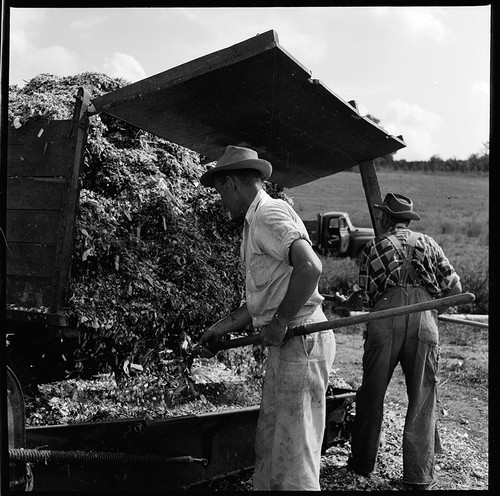 1960s photo negative - 1960s,