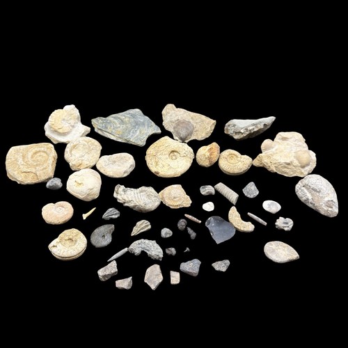 1kg british fossil mix - british,