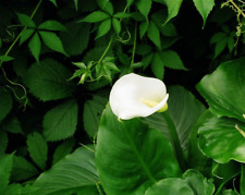 Zantedeschia aethiopica Crowborough Arum Lily  9cm pot