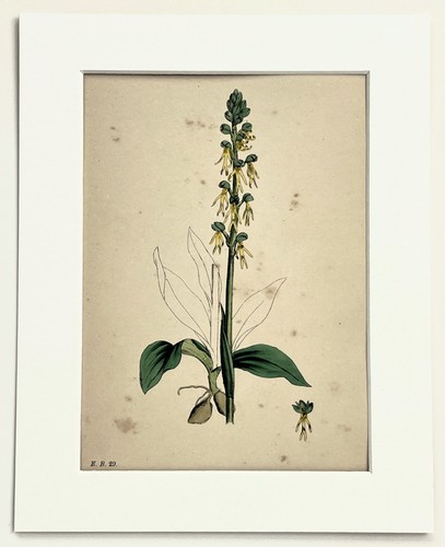 Man orchid sowerby - -,