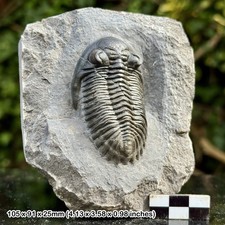 Hollardops mesocristata A