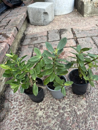 Hebe shrub evergreen - shrub, x3