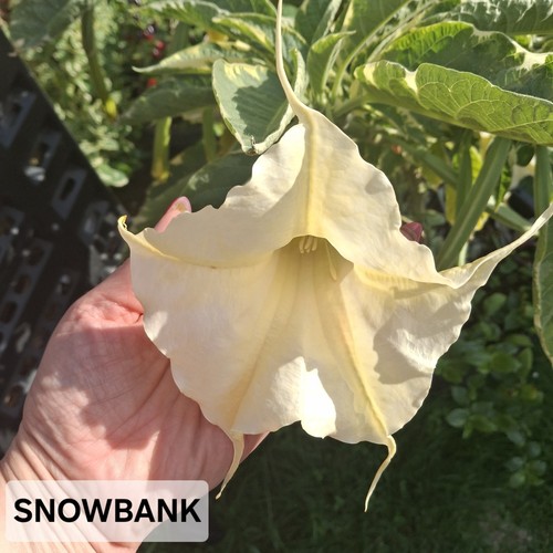 Brugmansia snowbank variegated - brugmansia,
