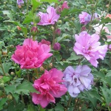 MIXED ROSE OF SHARON HIBISCUS