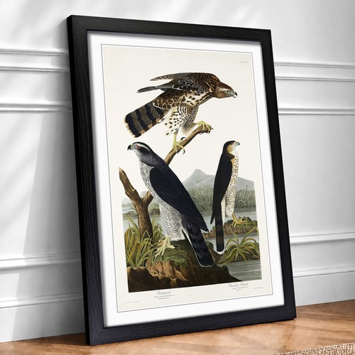 Goshawks stanley hawk bird - stanley,