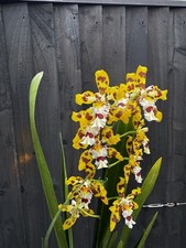 NEW Yellow Oncidium, Large - IN FLOWER