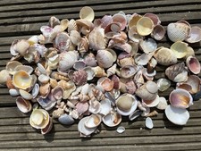 Small Shells Florida Sea Shells Decor Wedding Display Craft, 500gms, 15 + Types