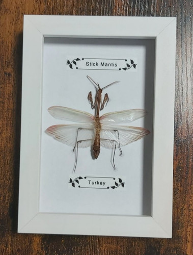 Taxidermy real framed - real, insects