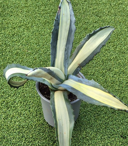 Agave mediopicta alba - agave,