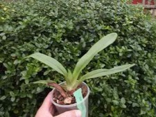 Paphiopedilum emersonii orchid